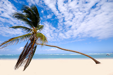 Image showing Palm on exotic beach
