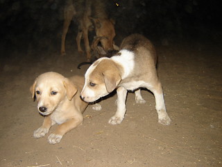 Image showing Puppies