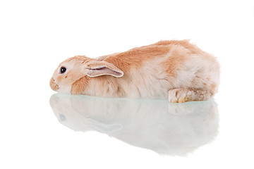 Image showing beautiful bunny lying