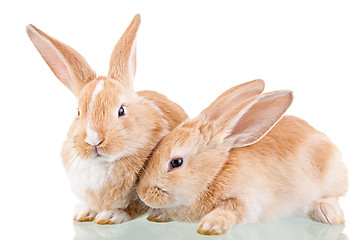 Image showing two beautiful bunnies