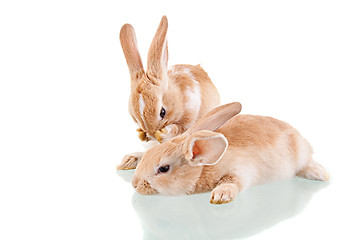 Image showing two beautiful bunnies, a washing and the other is lying