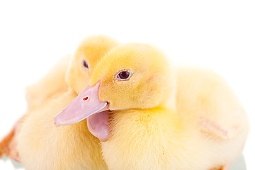 Image showing Two yellow ducklings