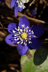 Image showing Hepatica Nobilis Flower