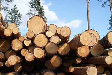 Image showing Pine Logs in Forest