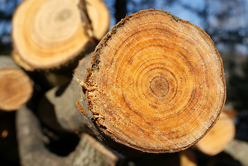 Image showing Aspen Growth Rings