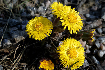 Image showing Tussilago Farfara, Coltsfoot