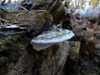 Image showing Butterfly tramete(latin trametes versicolor)