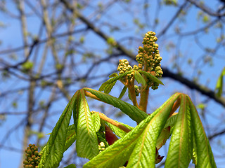 Image showing Kastanien bloom