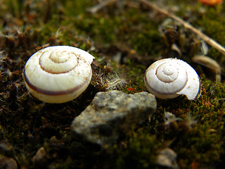 Image showing Snails house