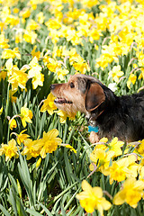 Image showing Dog In the Flowers