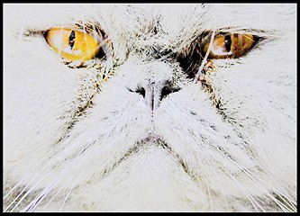 Image showing Persian cat