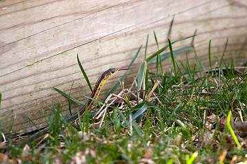 Image showing Garter Snake