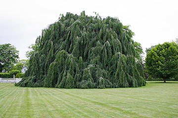 Image showing Weeping Beech Tree