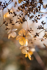 Image showing Beautiful flower background