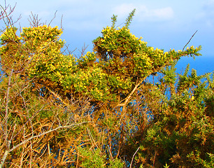 Image showing berry head winter plants