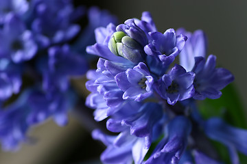 Image showing Hyacinth