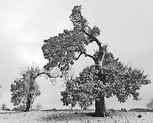 Image showing Black and White British Oak trees