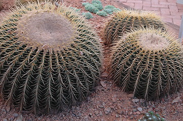 Image showing Cactus