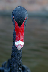 Image showing Black swan