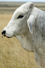 Image showing Brahman bul