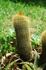 Image showing Cactus