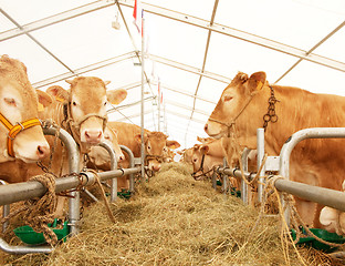 Image showing French cows