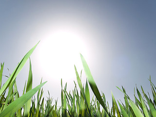 Image showing Grass and sun