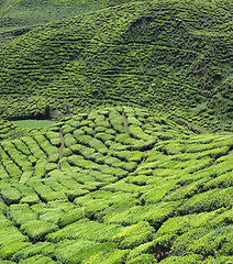 Image showing Tea garden