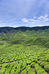 Image showing Beautiful farm