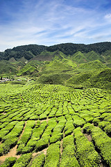 Image showing Beautiful farm