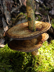 Image showing Schillerporling (Inonotus radiatus) Mushroom tree