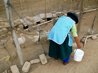 Image showing Woman works with Animals