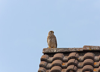 Image showing Falcon