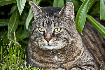 Image showing Cat