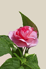 Image showing Pink Rose