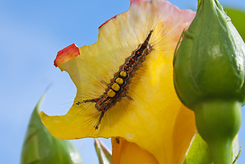 Image showing Caterpillar