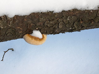 Image showing Nature of winter.