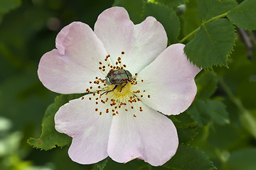 Image showing Hungry Bug
