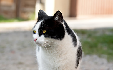 Image showing Cat