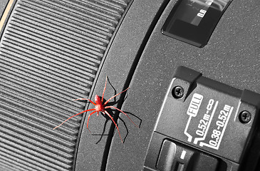 Image showing Red Spider