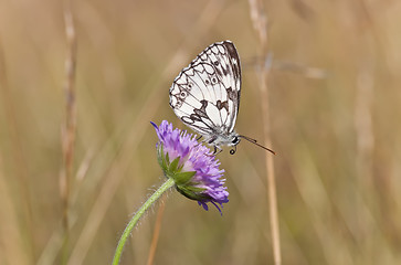 Image showing Butterfly