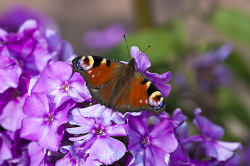 Image showing Peacock Butterfly