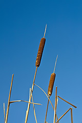 Image showing Reed Mace 