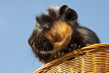 Image showing Guinea Pig
