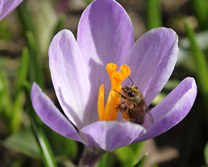 Image showing Honey bee