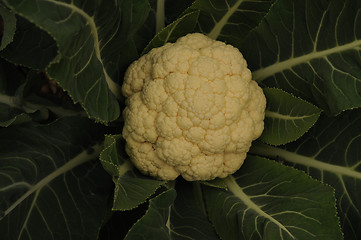 Image showing Cauliflower