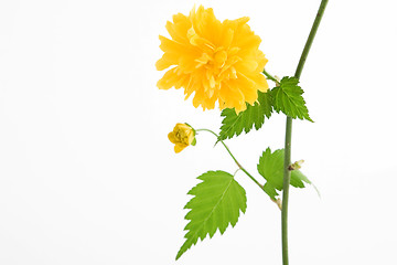 Image showing yellow flower