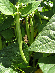 Image showing French beans ready to pick.