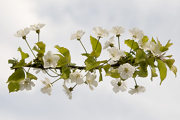 Image showing white flower