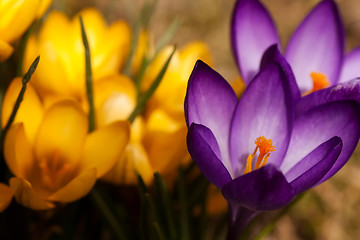 Image showing crocus